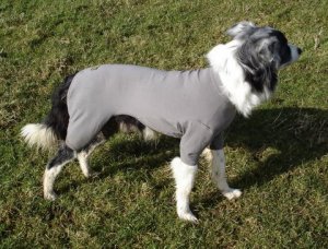 Dog T Shirt Suits